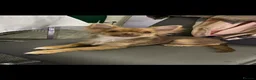 Chihuahua dogs for stud: 🐾 stunning long hair Chihuahua for stud   🐾 - Advert 4