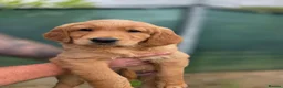 Golden Retriever dogs for sale: 🧡 Dark red working golden retriever pups 🧡 - Advert 5