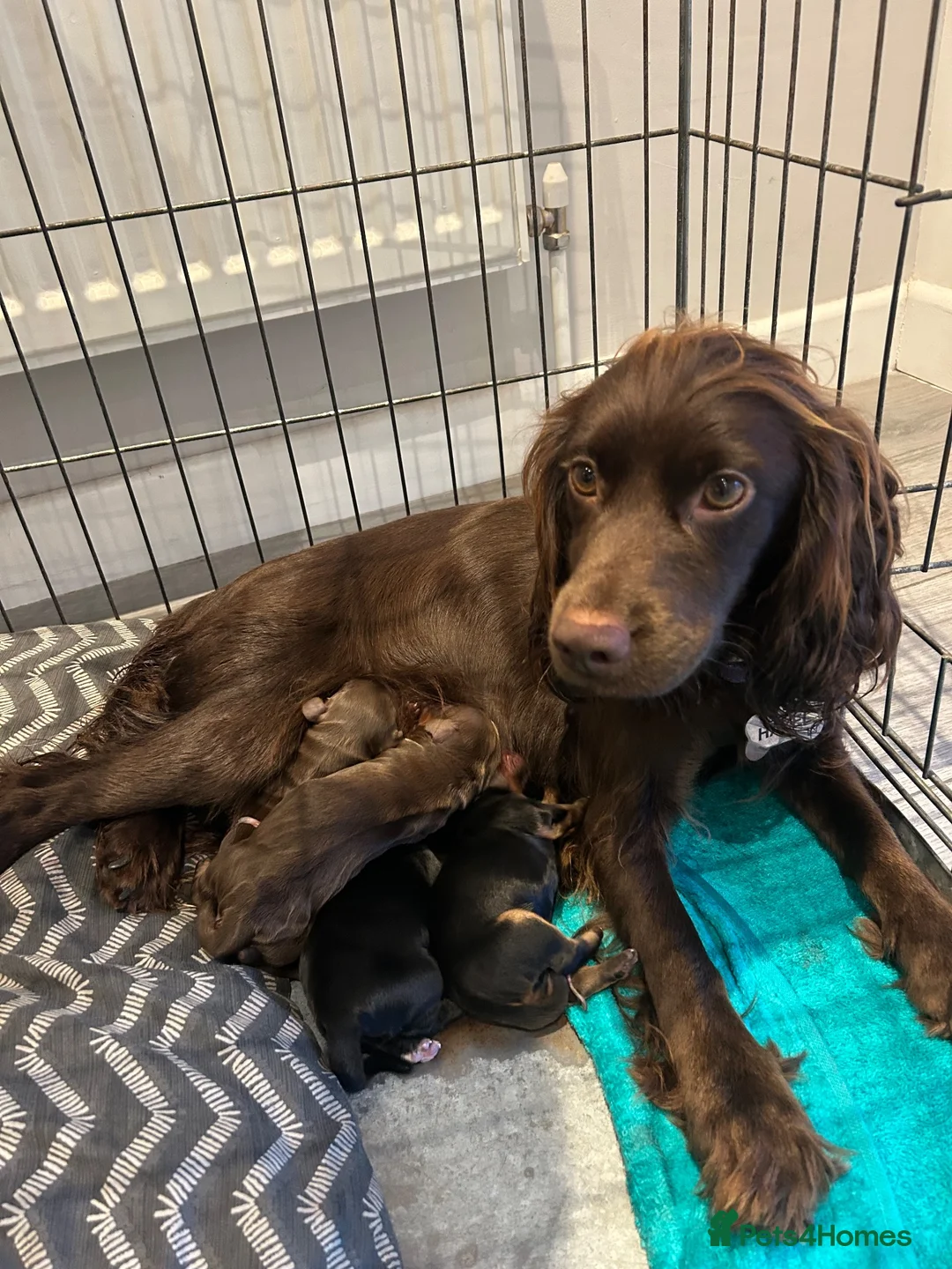 Cocker Spaniel dogs for sale: KC Registered Working Cocker Spaniel Puppies - Advert 1