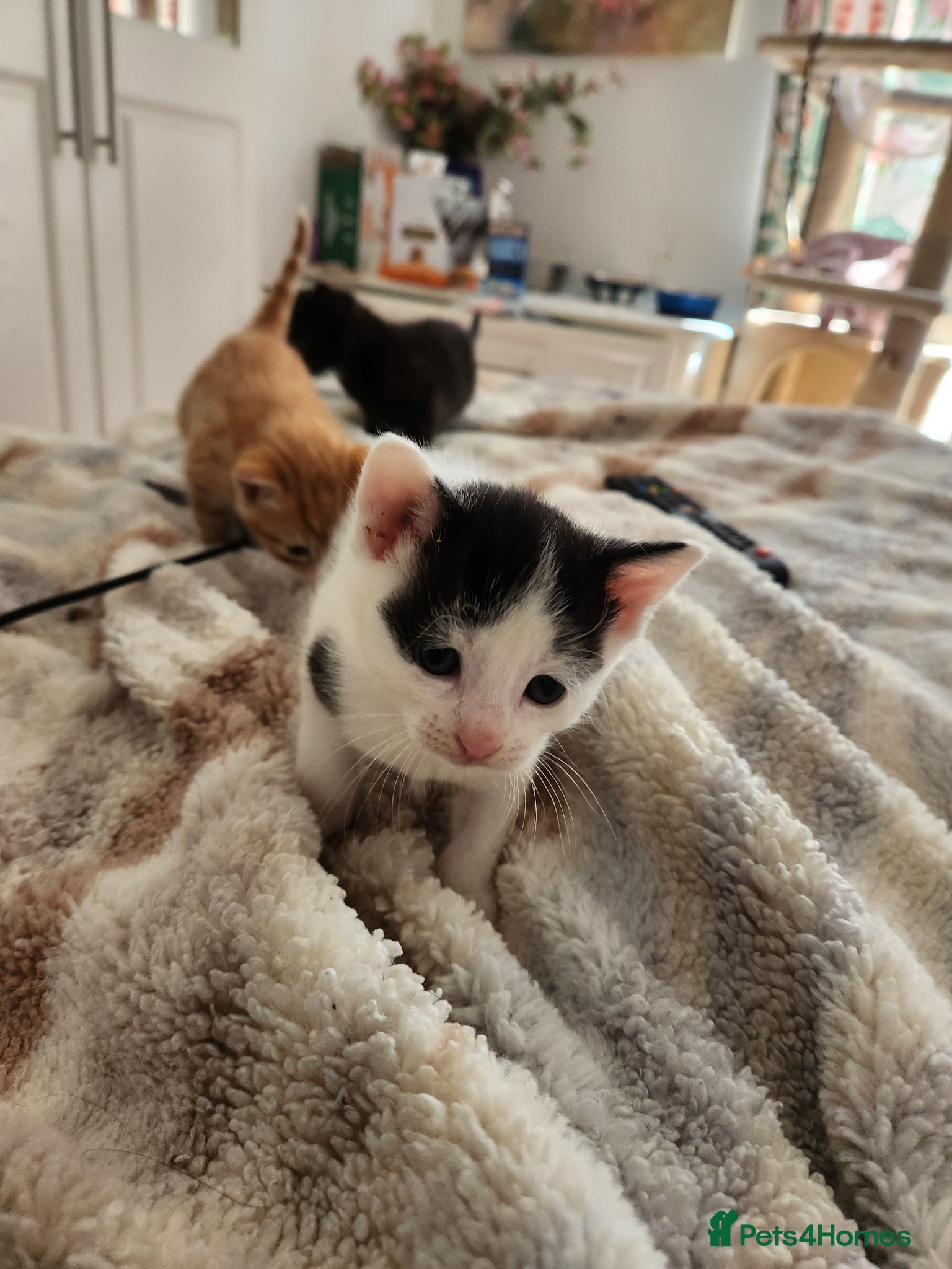 Mixed Breed cats Mixed breed kittens - Advert 21