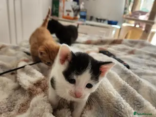 Mixed Breed cats Mixed breed kittens - Advert 21