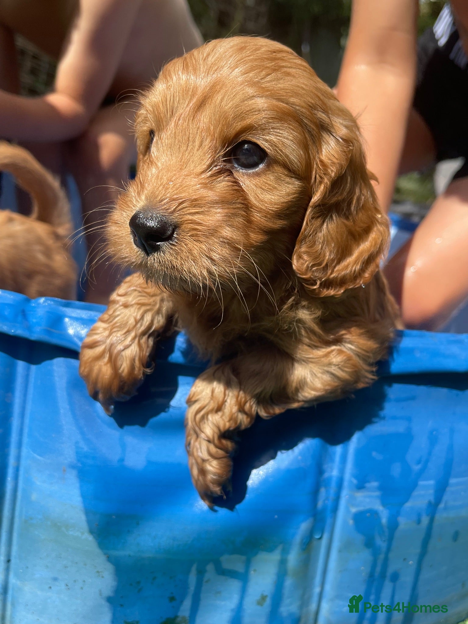 Cockapoo dogs F1 cockapoo puppies  - Advert 20