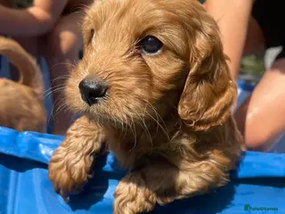 Cockapoo dogs F1 cockapoo puppies - Advert 1