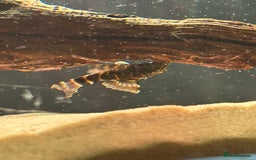Catfish fish for sale: Loaches & Catfish - Image 7