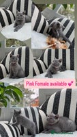 British Shorthair cats - Advert 12