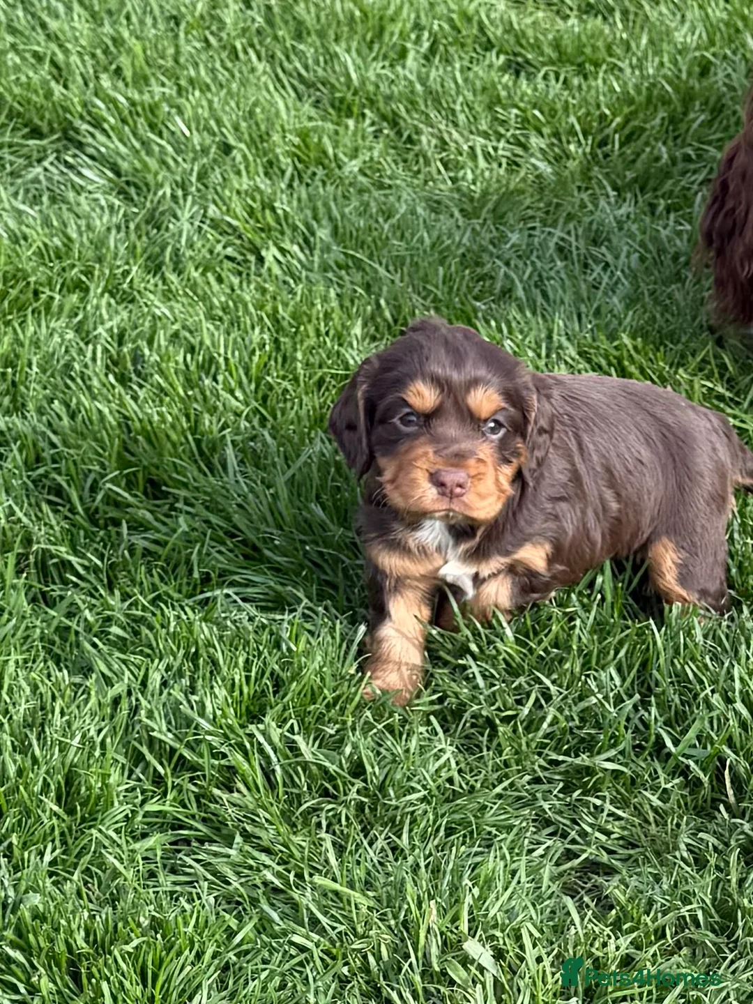 Cocker Spaniel dogs for sale: Working cocker spaniel chocolate and tan bitch  - Advert 4