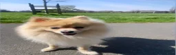 Pomeranian dogs for stud: STUD Male Pomeranian - Advert 8