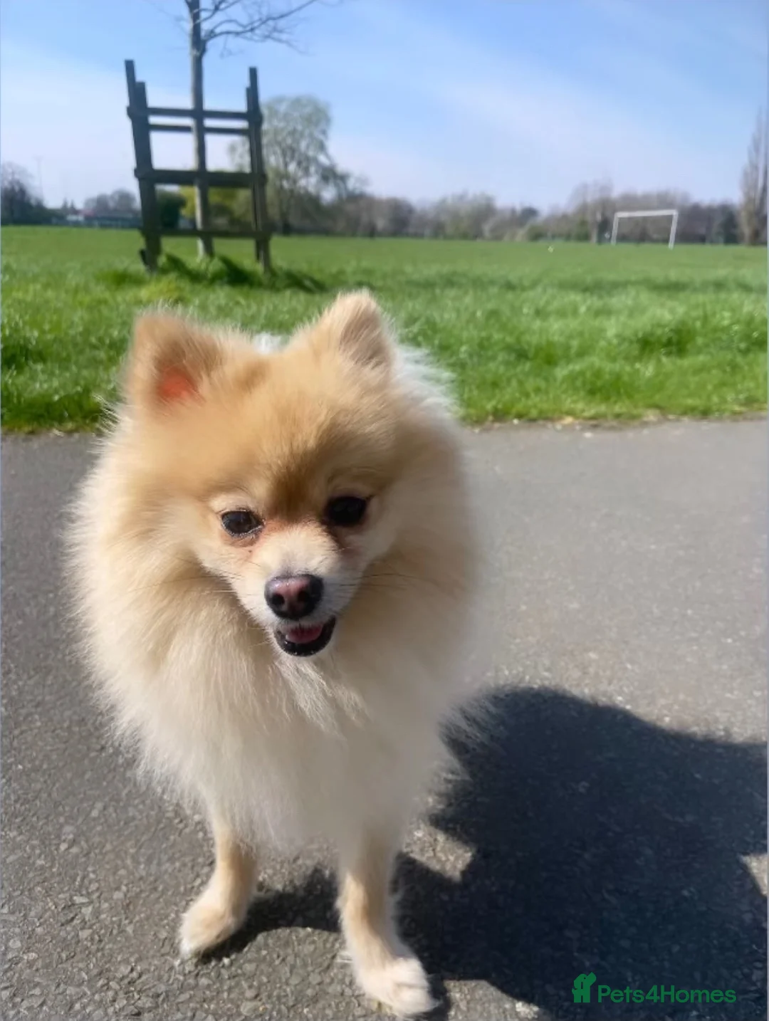 Pomeranian dogs for stud: STUD Male Pomeranian - Advert 8
