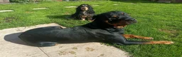 Rottweiler dogs for stud: Rottweiler for stud full pedigree, health tested  in Prescot - Advert 18