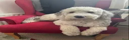 Sheepadoodle dogs for sale: Midi Sheepadoodle READY NOW - Advert 8