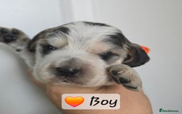 Cocker Spaniel dogs for sale: Show Type Cocker spaniel Puppies KC - Image 1