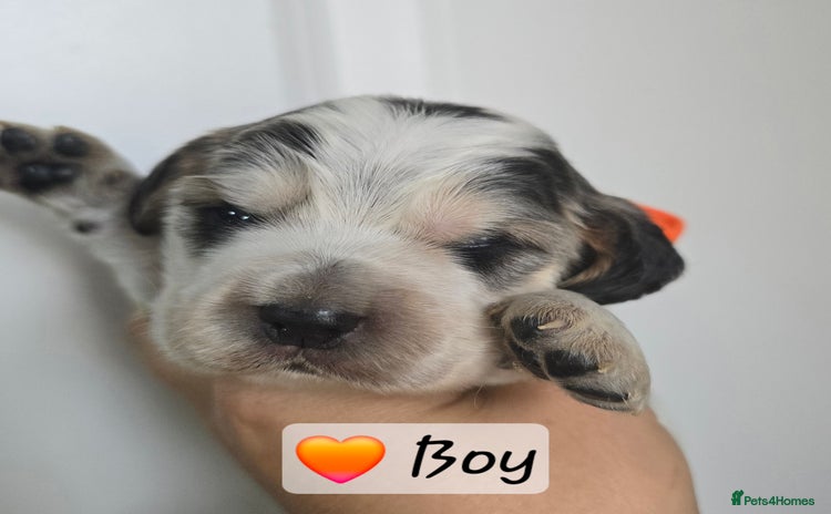 Cocker Spaniel dogs - Advert 10