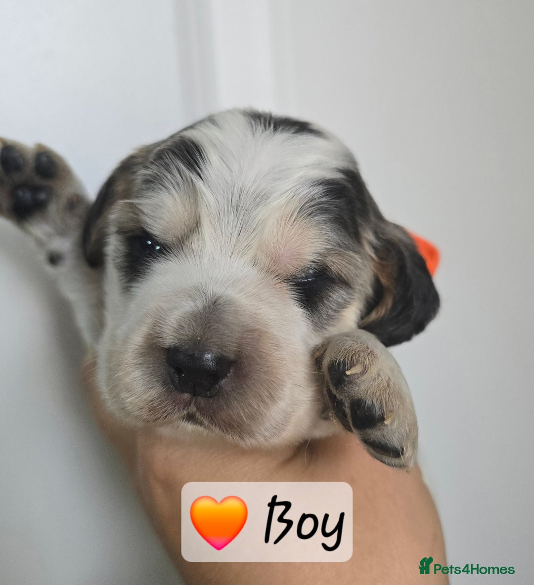 Cocker Spaniel dogs for sale: Show Type Cocker spaniel Puppies KC - Image 1