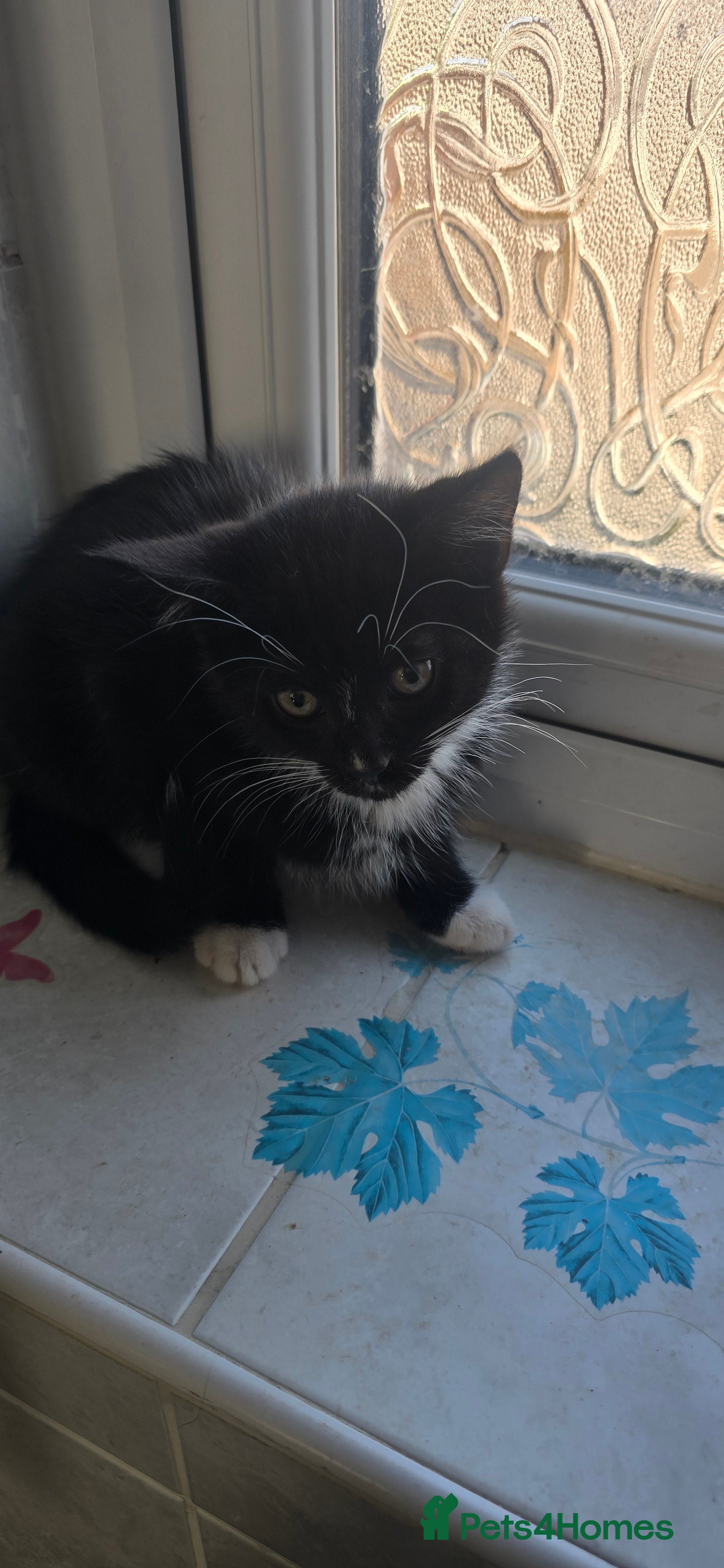 Mixed Breed cats Bicolour kittens  - Advert 1