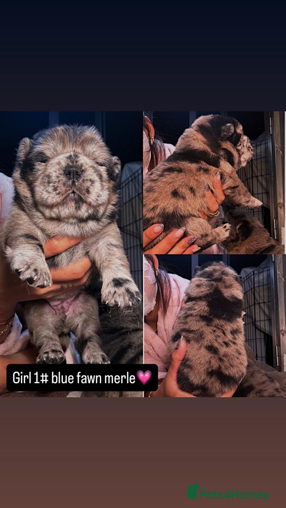 Chow Chow dogs for sale: Stunning chows ready for  **   - Image 3
