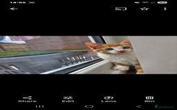 Mixed Breed cats for sale: Kittens  - Image 4