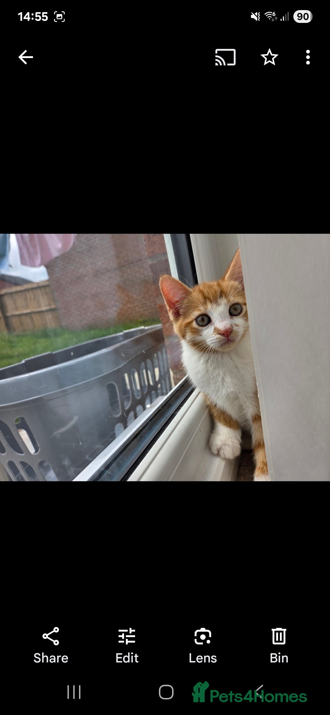 Mixed Breed cats for sale: Kittens  - Image 4