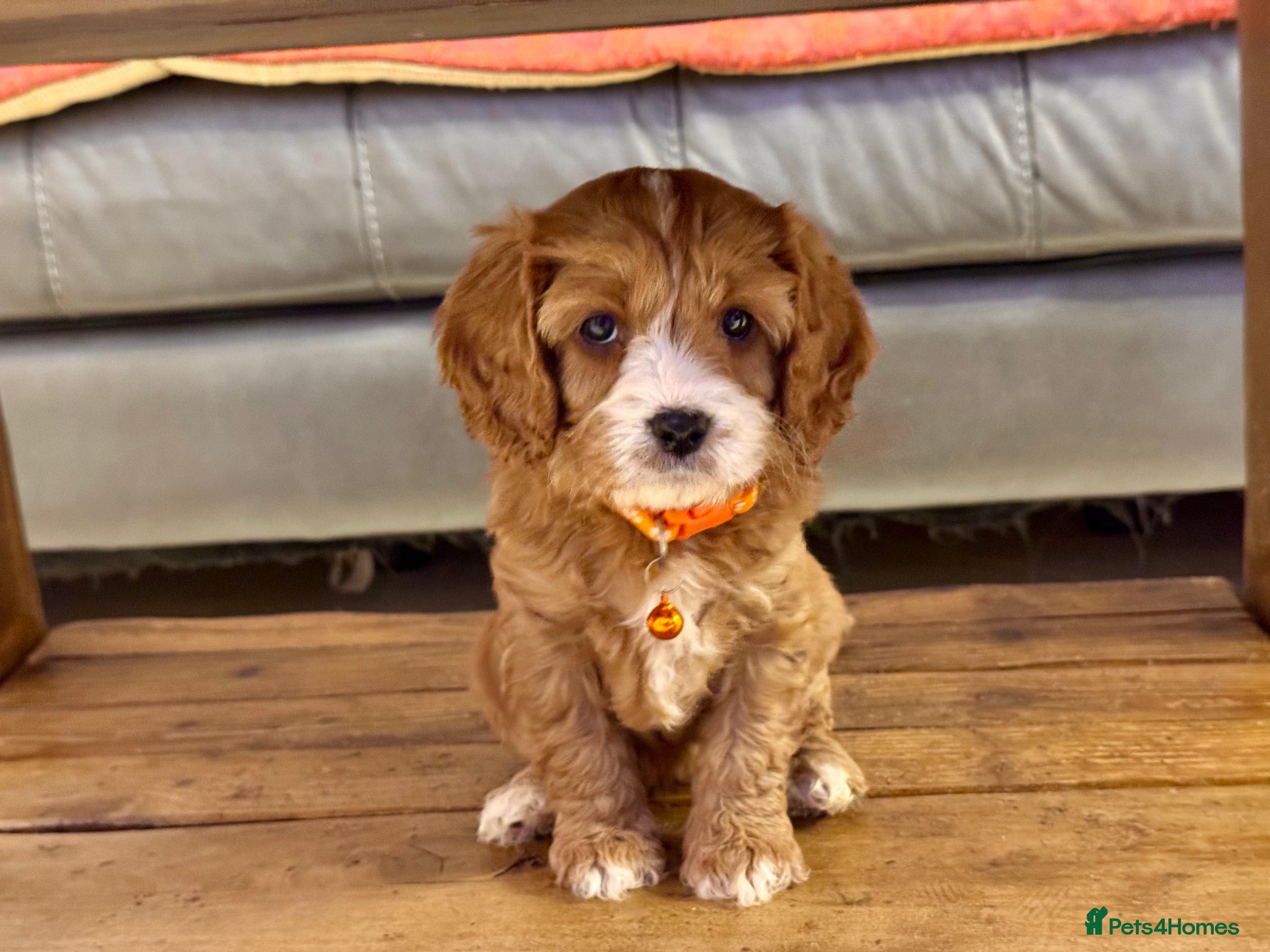 Cavapoo dogs Cavapoo Puppies-Perfect Family Companions - Advert 3
