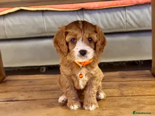 Cavapoo dogs Cavapoo Puppies-Perfect Family Companions - Advert 15