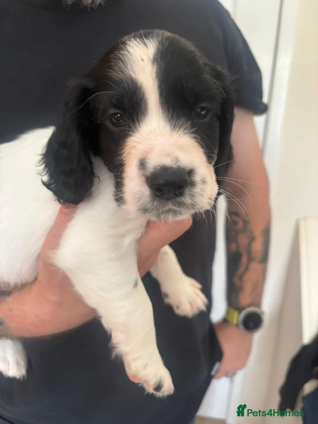 Sprocker dogs for sale: F2 Sprocker Litter , 5 boys 2 girls in Durham - Advert 2
