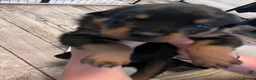 Rottweiler dogs for sale: Beautiful Rottweiler puppies  in Mablethorpe - Advert 16
