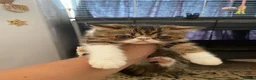 Exotic cats for sale: Lovely Male kitten  - Advert 7