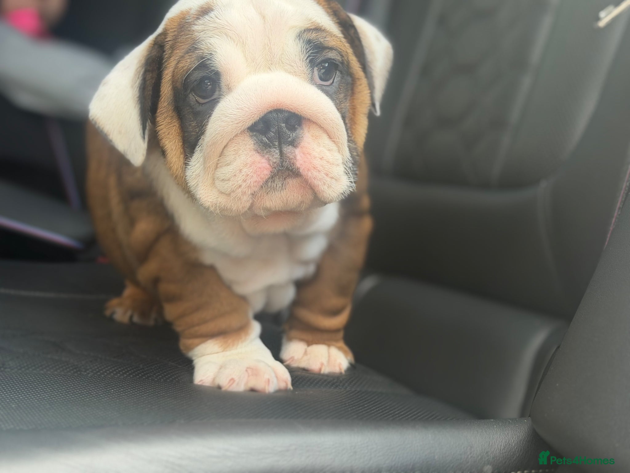 English Bulldog dogs Quality English bulldogs  - Advert 1