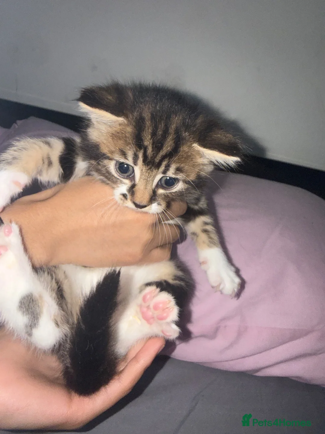 Domestic Shorthair cats for sale: Beautiful Kittens  - Advert 7