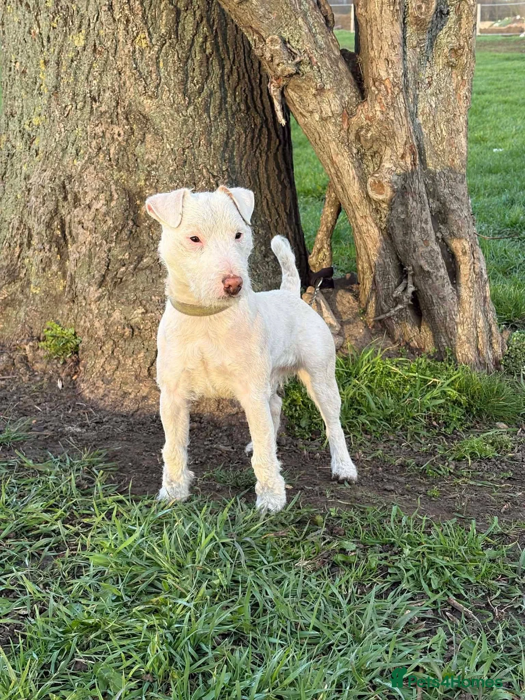 Mixed Breed dogs for sale: Jack Russel Lakeland terrier in Preston - Advert 2