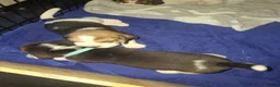 Beagle dogs for sale: Beautiful beagle puppies  - Advert 17