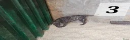 Lurcher dogs for sale: Lurcher Pups Ready To Leave Now - Advert 14