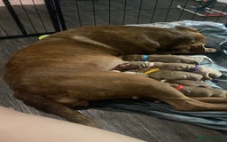 Staffordshire Bull Terrier dogs for sale: Beautiful staff puppies for sale - Image 4
