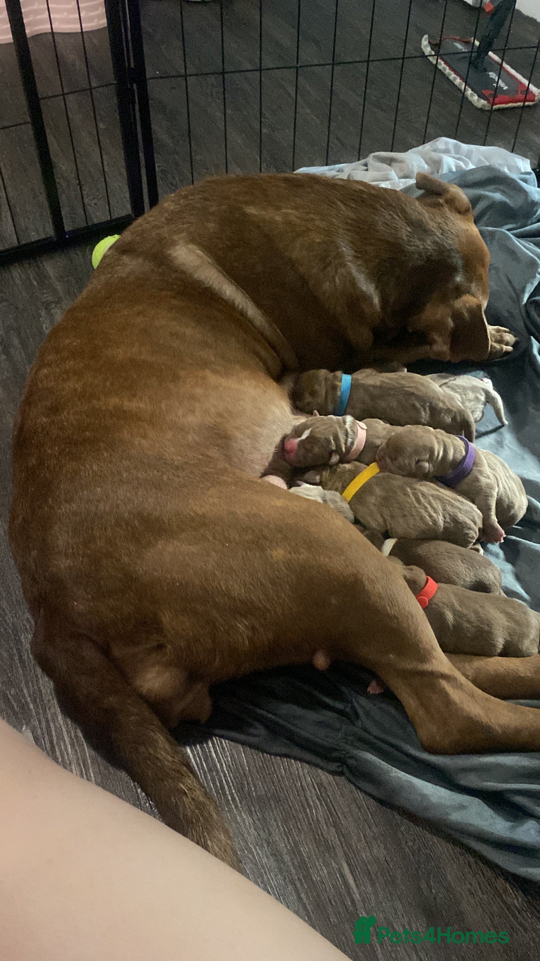 Staffordshire Bull Terrier dogs for sale: Beautiful staff puppies for sale - Image 4