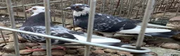 Pigeons birds for sale: Two Sweet Female Pigeons - Advert 1