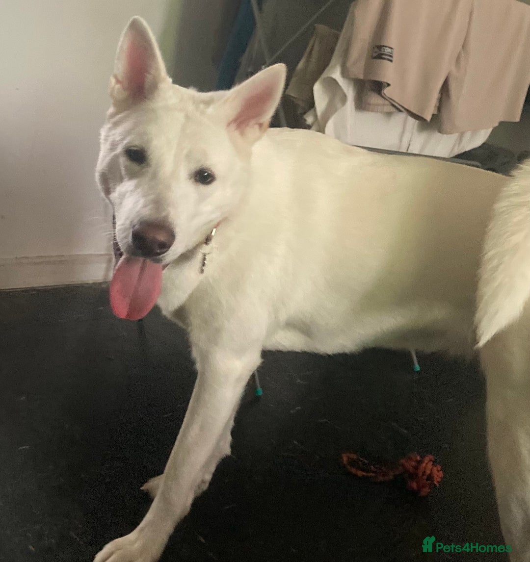 Akita dogs for sale: Lunar  - Advert 1