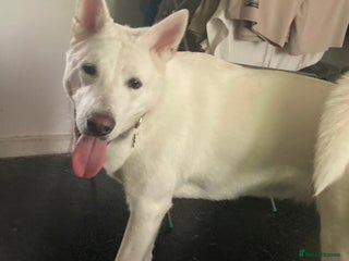 Akita dogs Lunar - Advert 12