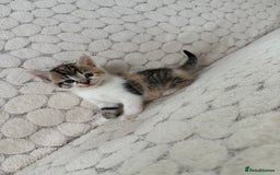 Mixed Breed cats for sale: 7 little kittens - Image 22