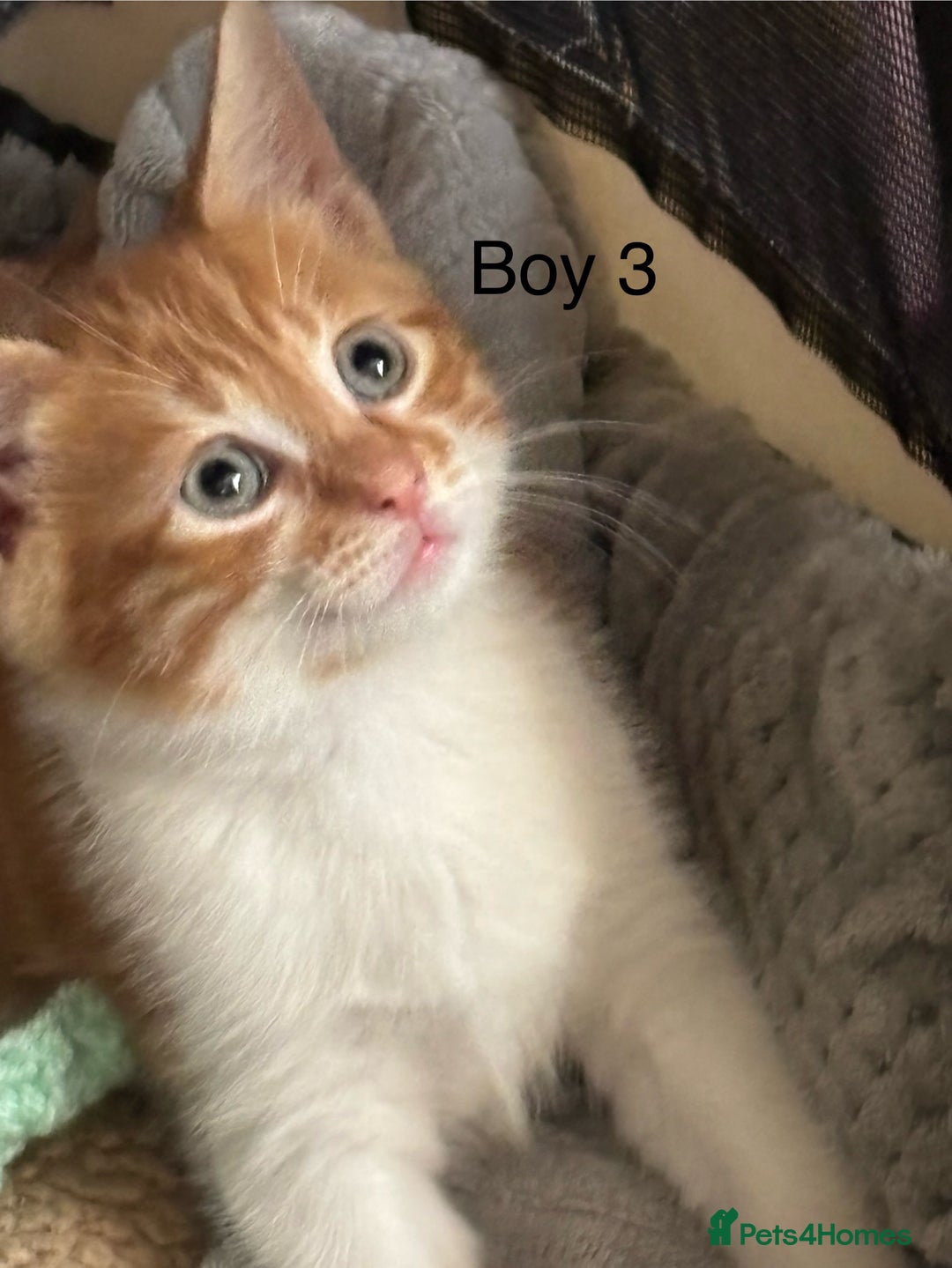 Mixed Breed cats for sale: 4 Gorgeous little boys  - Image 27
