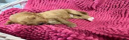 Cockapoo dogs for sale: Stunning Cockapoo Puppies - Only 2 Puppies Left  - Advert 25