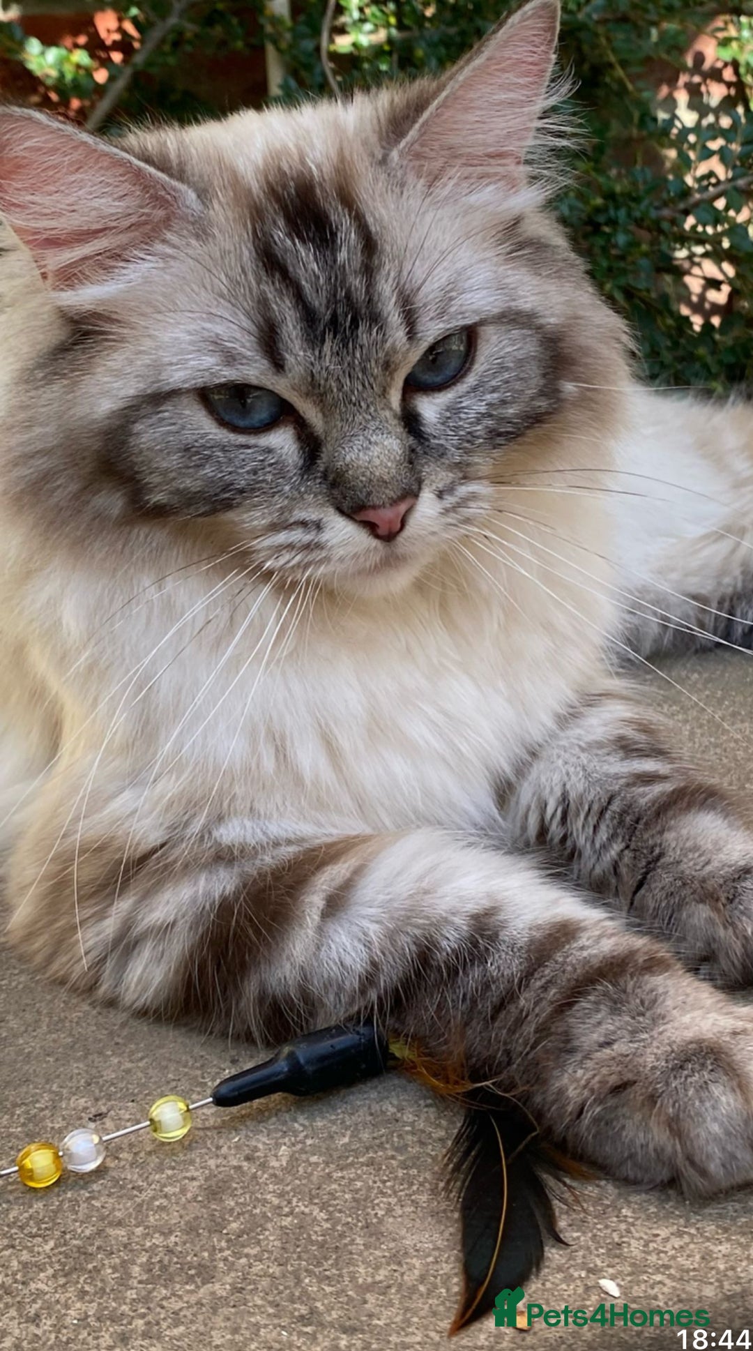 Ragdoll cats for sale: 🚨 Gorgeous, pedigree Ragdoll Puffballs! 🚨  - Image 2