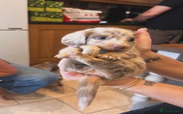 Miniature Dachshund dogs for sale: Gorgeous Miniature Daschunds  - Image 11