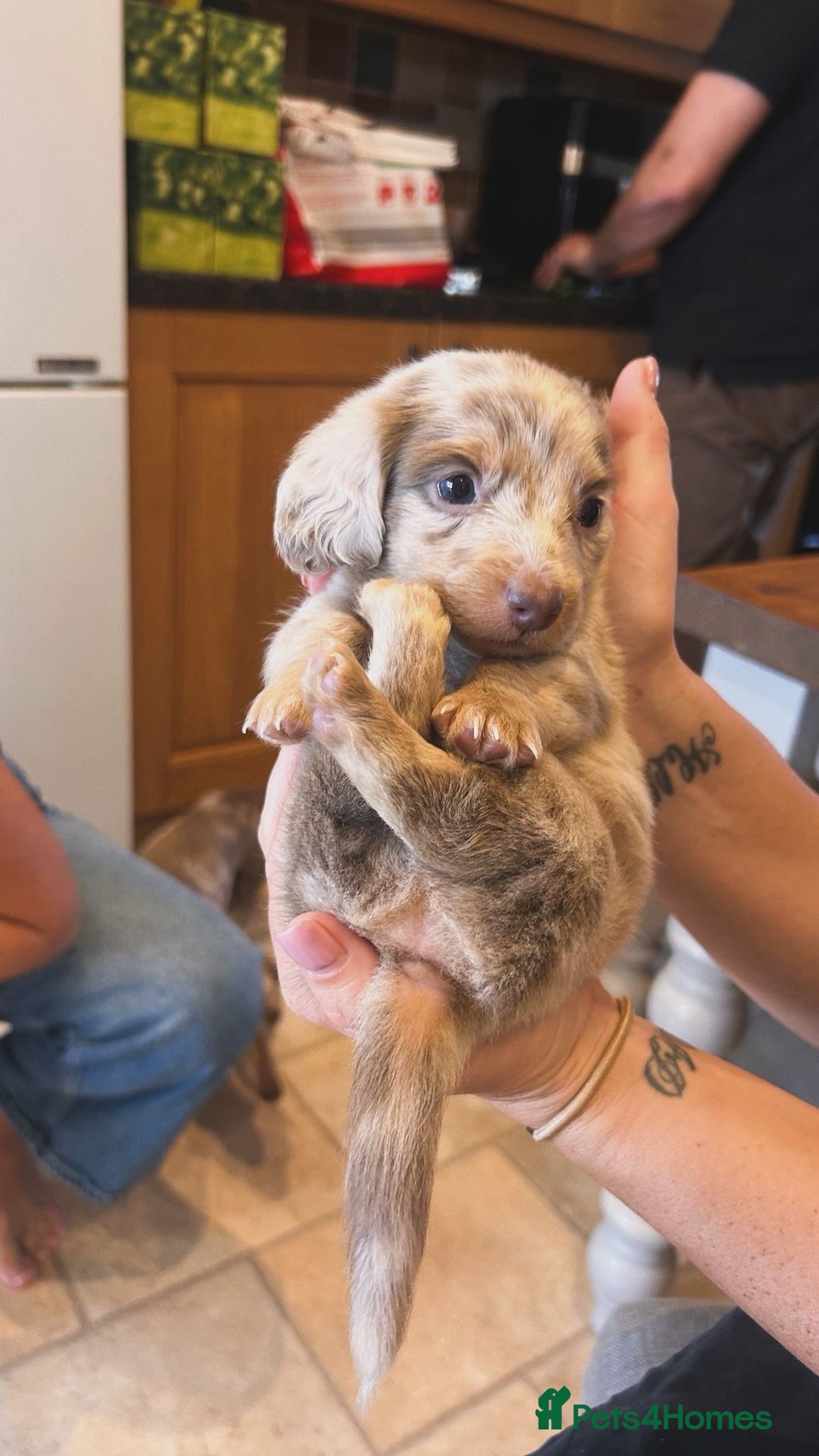 Miniature Dachshund dogs for sale: Gorgeous Miniature Daschunds  - Image 11