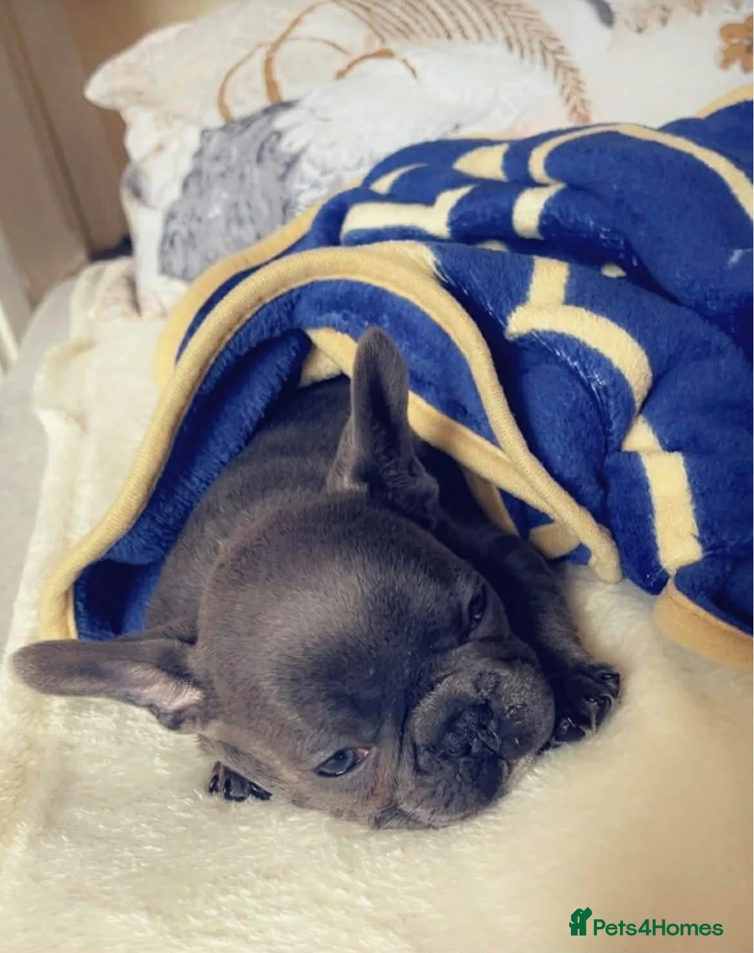 French Bulldog dogs for sale: Mini French bulldog  in Gateshead - Advert 2