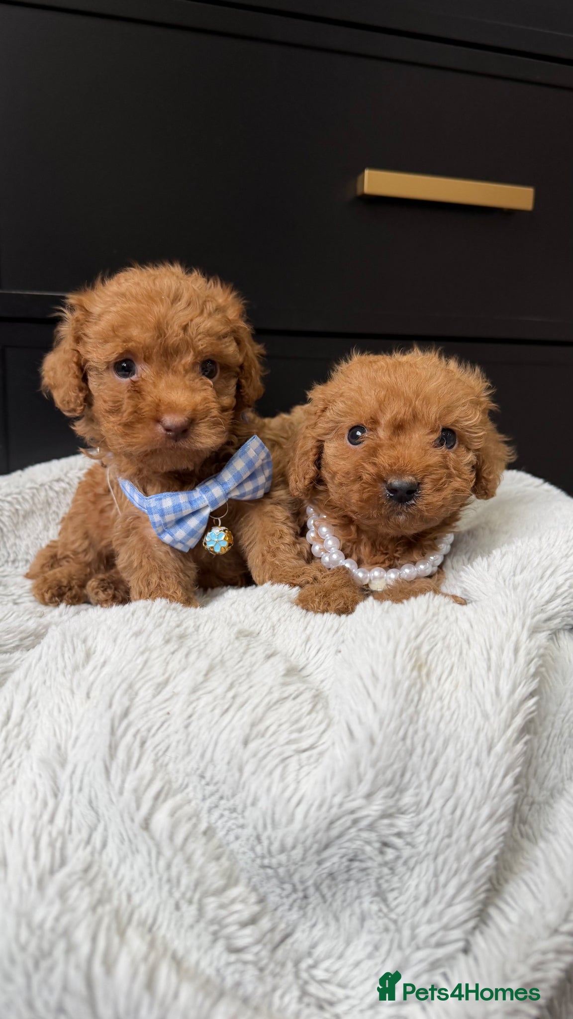 Cavapoo dogs The most beautiful Cavapoos - Advert 17