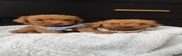 Cavapoo dogs for sale: The most beautiful Cavapoos - Advert 1