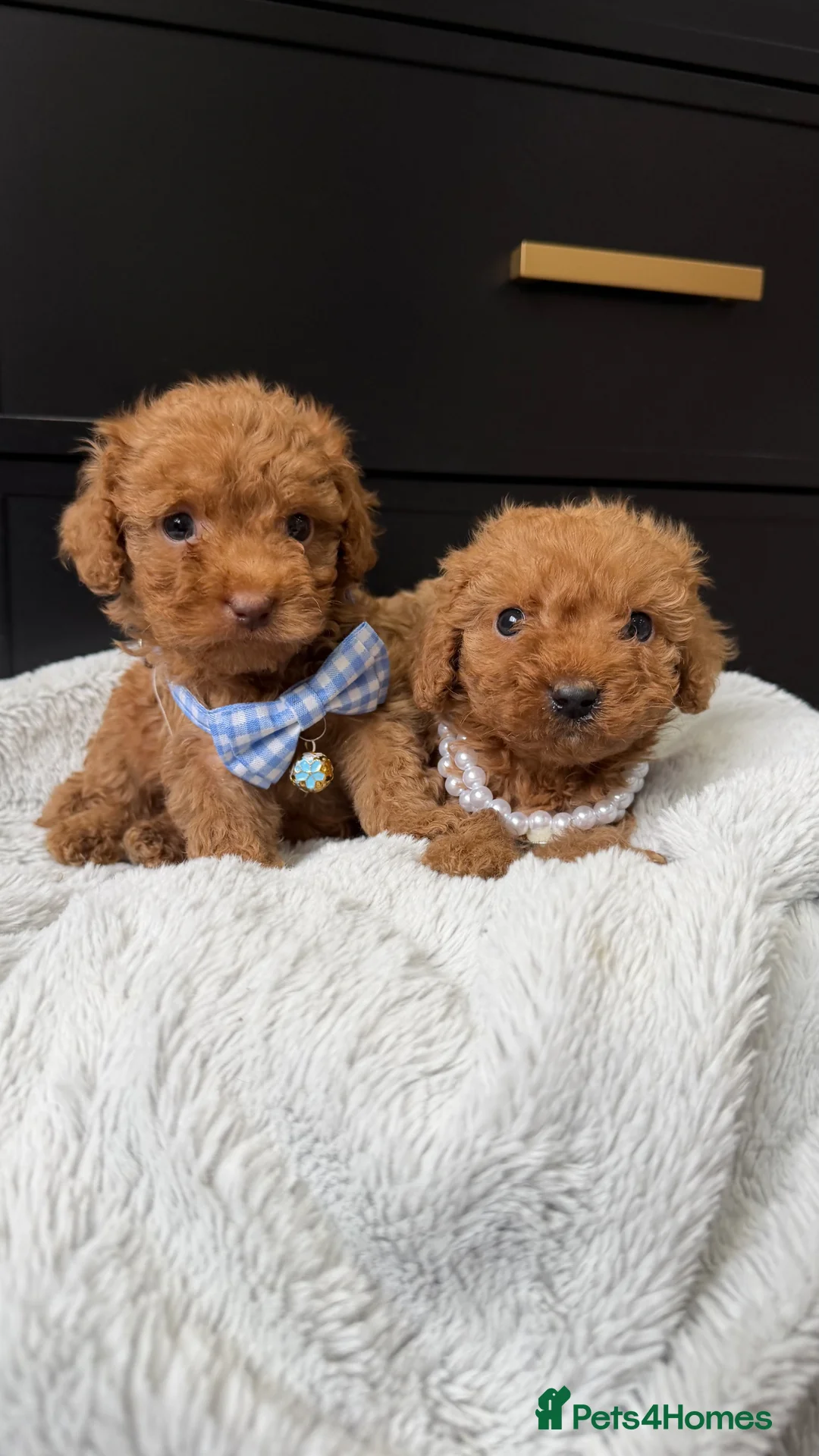 Cavapoo dogs for sale: The most beautiful Cavapoos - Advert 1