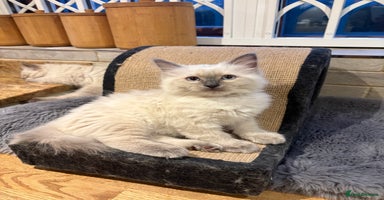 Ragdoll cats - Advert 15