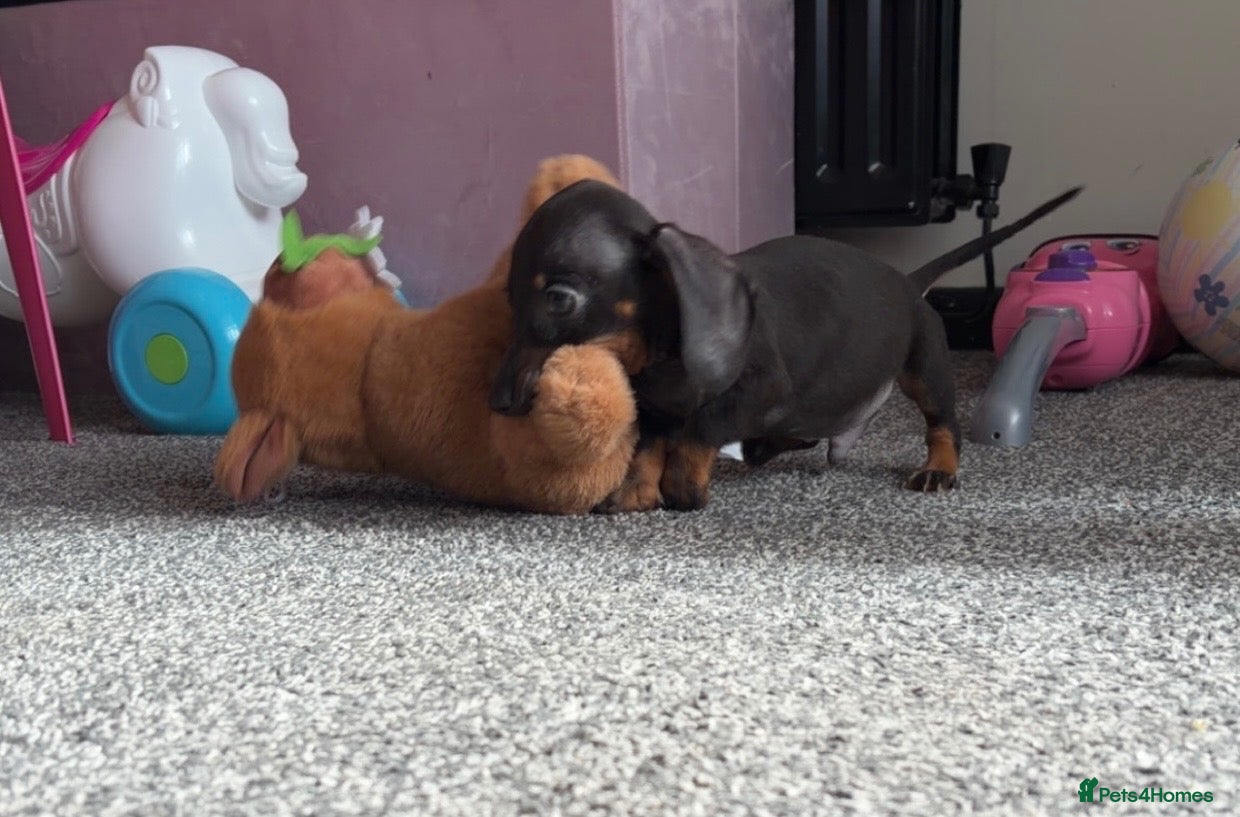 Miniature Dachshund dogs 2 pups left!  🐾 KC Miniature Dachshund Puppies 🐾 - Advert 4