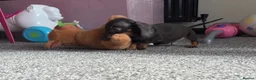 Miniature Dachshund dogs for sale: 2 pups left!  🐾 KC Miniature Dachshund Puppies 🐾 - Advert 7