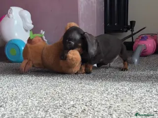 Miniature Dachshund dogs 2 pups left! 🐾 KC Miniature Dachshund Puppies 🐾 - Advert 4